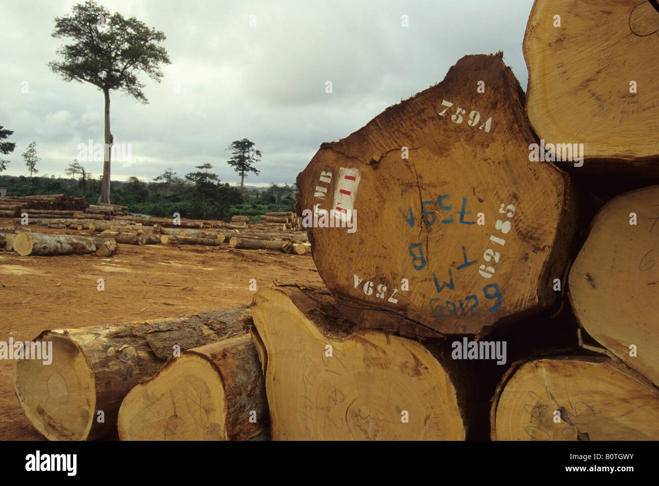Western Ivory Coast, Cote d'Ivoire, West Africa. Tropical Timber in ...