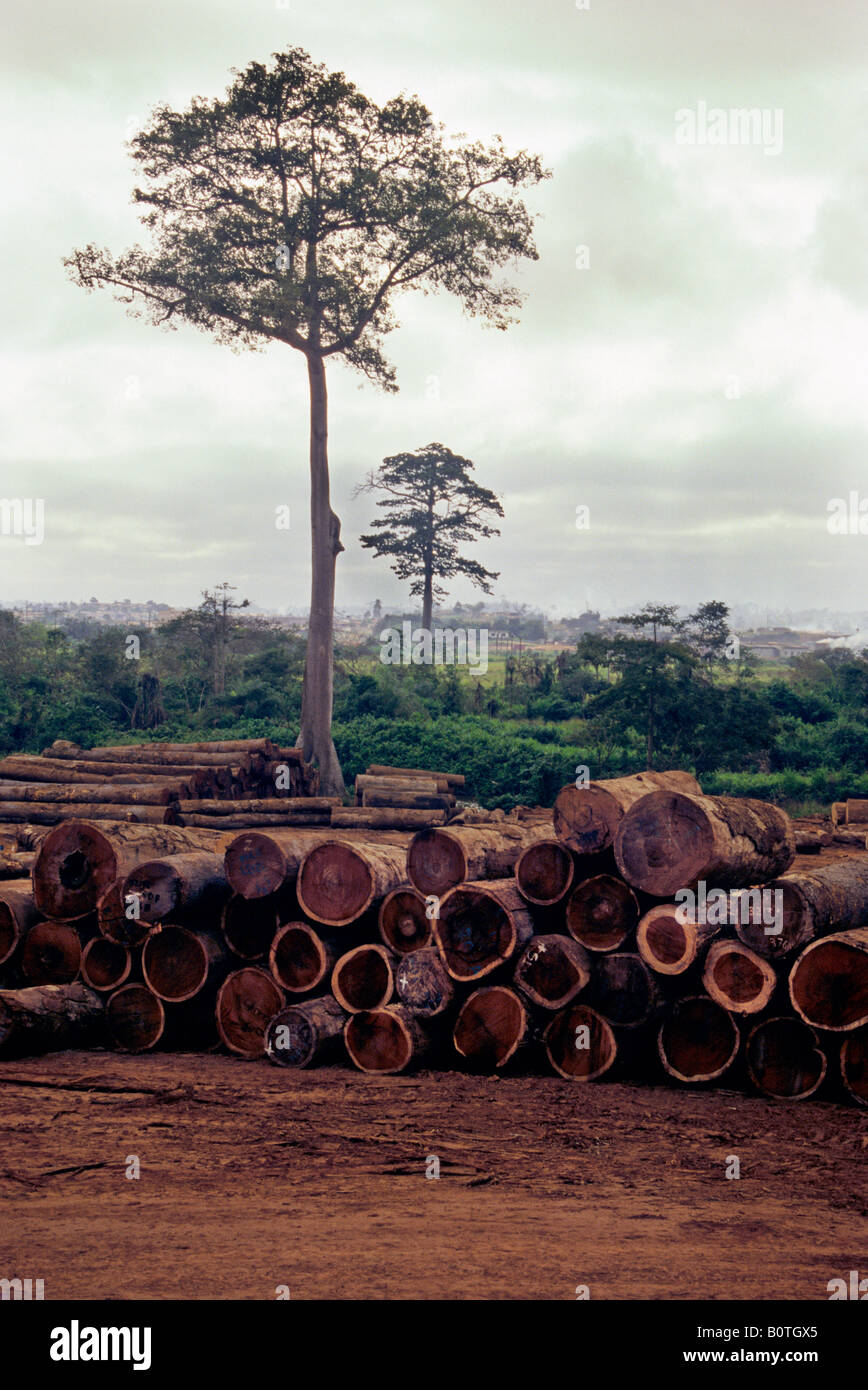 Western Ivory Coast, Cote d'Ivoire, West Africa. Tropical Timber in ...