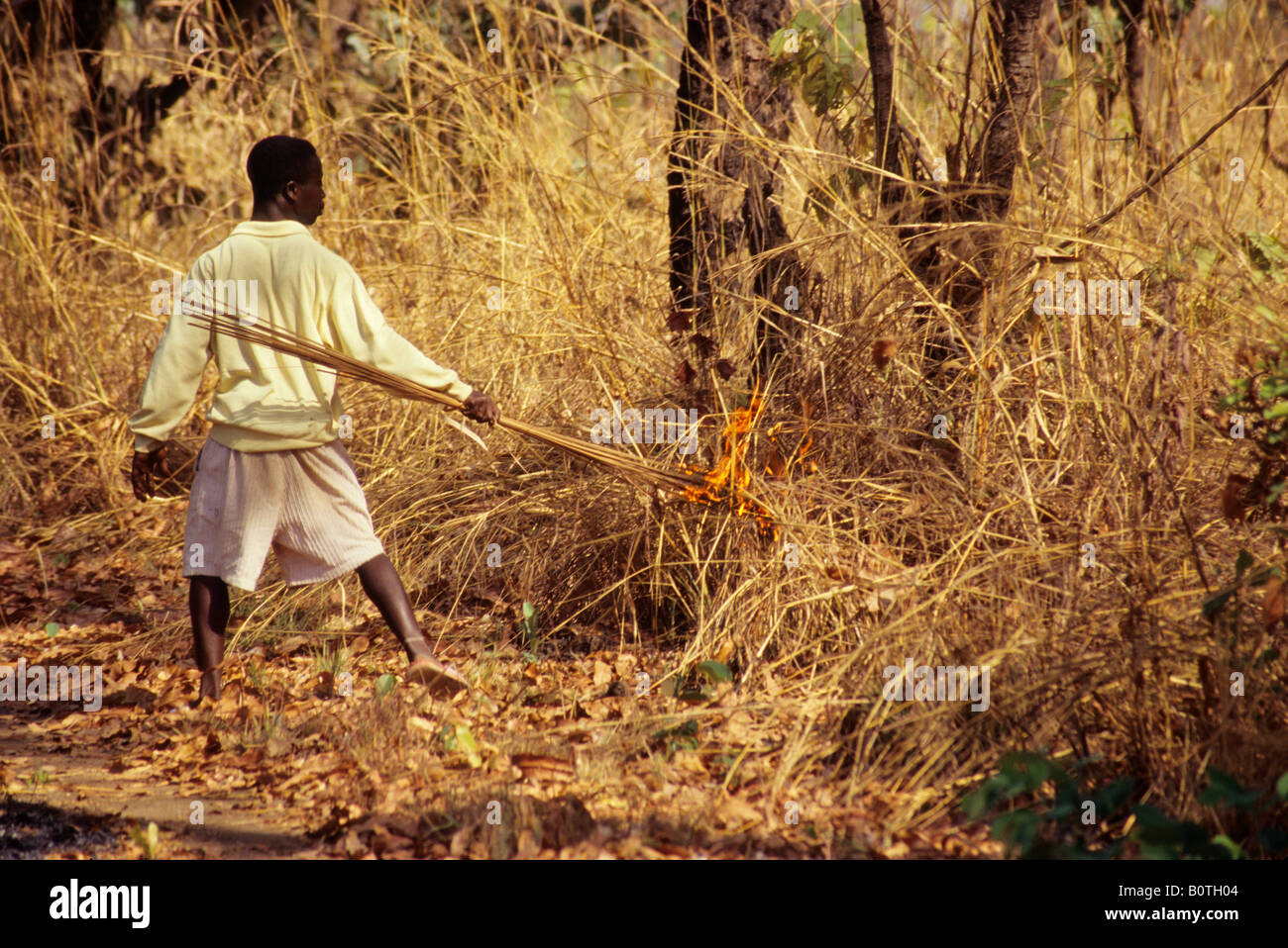 Western Ivory Coast, Cote d' Ivoire, West Africa.  Young Man Setting Bush Fire. Stock Photo