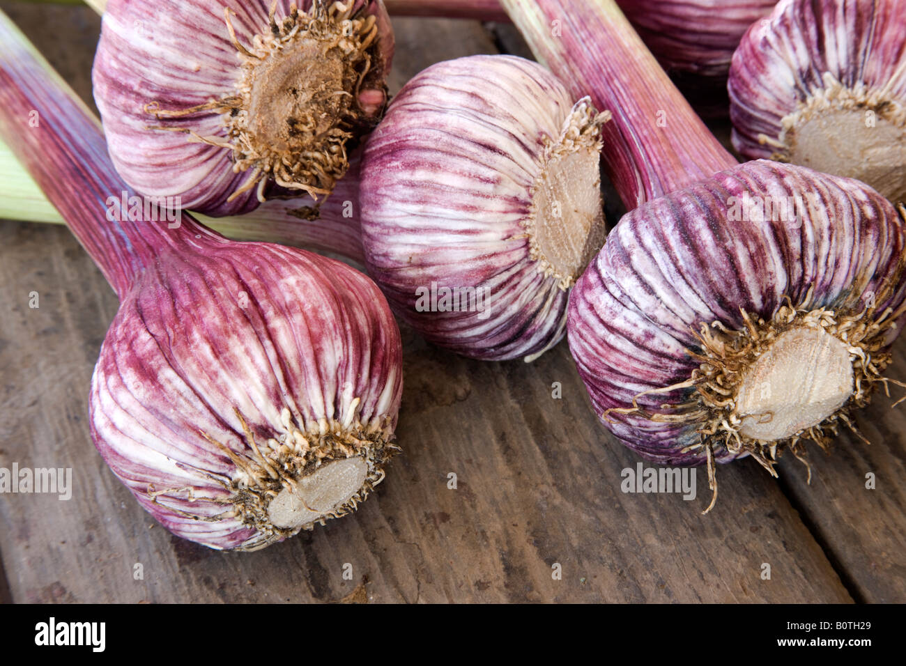 Red Garlic bulbs. Stock Photo