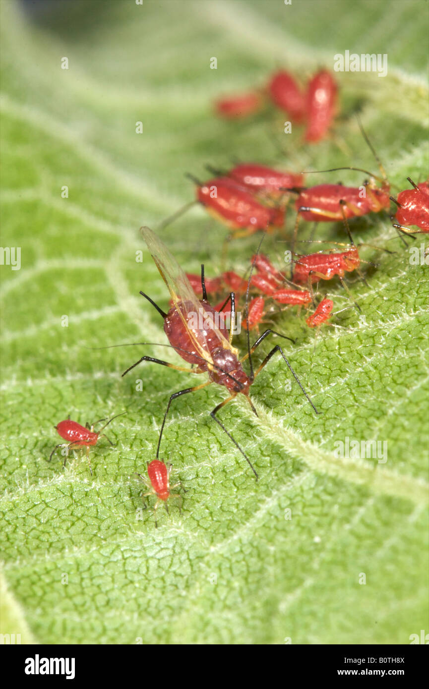 Aphids on leaf Stock Photo