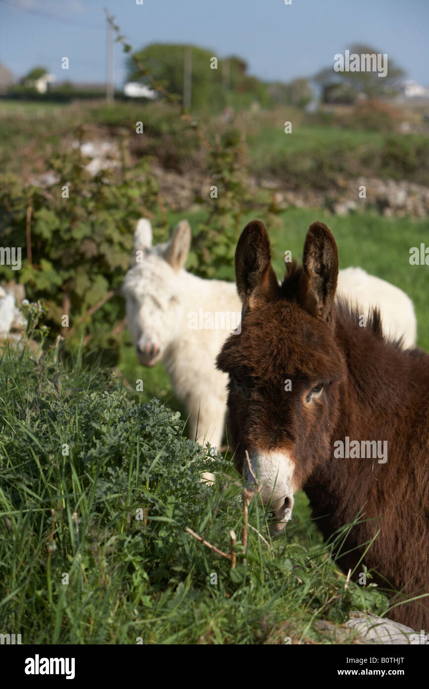 White Donkeys High Resolution Stock Photography and Images - Alamy