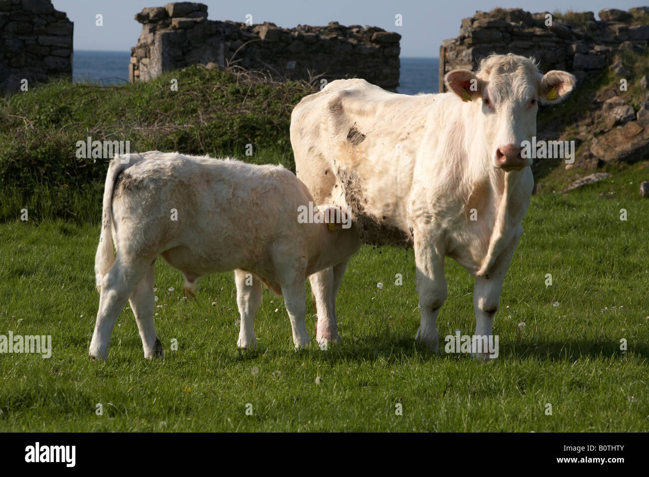 charolais beef cattle mother with calf drinking milk county sligo