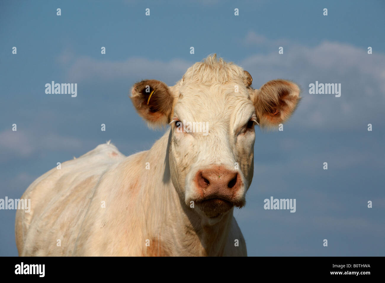 charolais beef cow with ear tag looking to camera county sligo republic of ireland Stock Photo