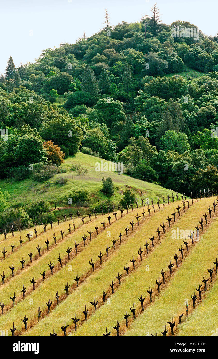 Vines , Napa Valley, California, North America Stock Photo Alamy