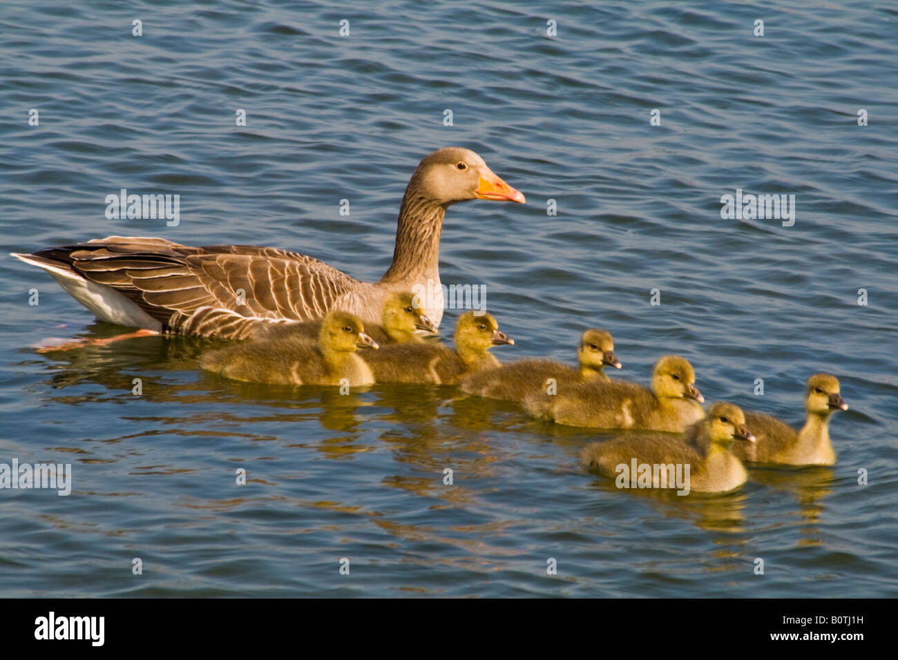 Springtime – Greylag Goose with Goslings Stock Photo