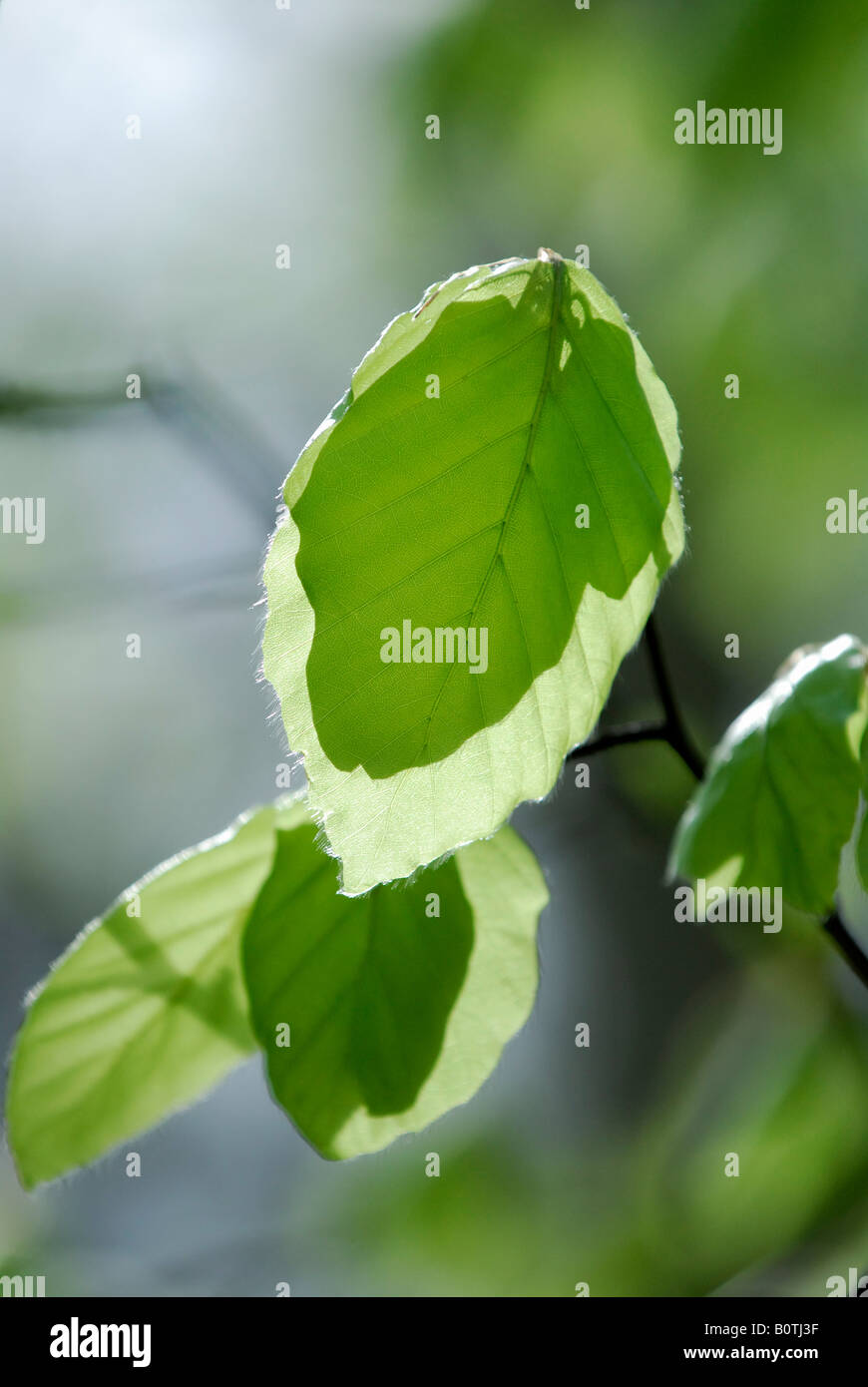 A branch of fresh green leaves Stock Photo - Alamy