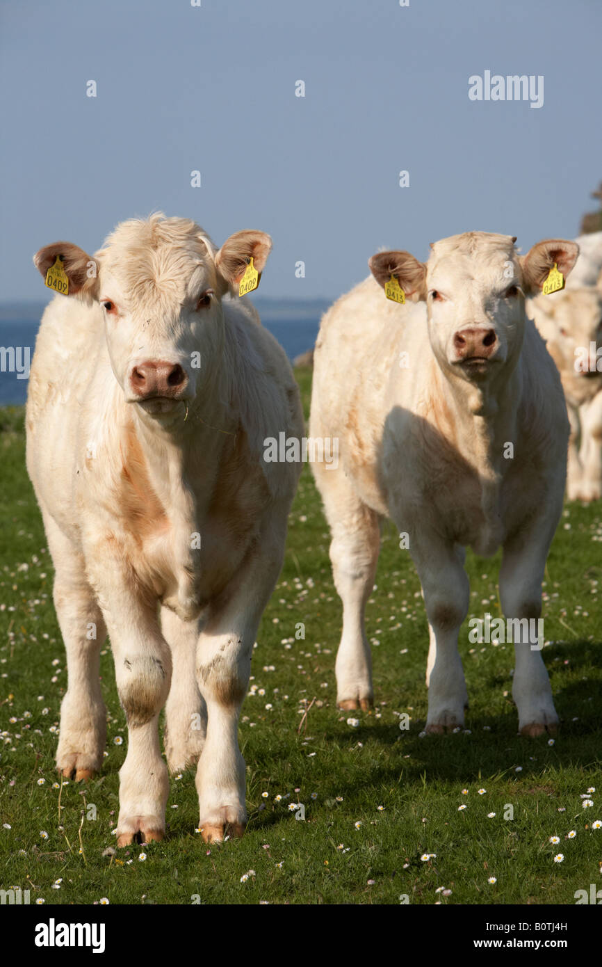 two young charolais beef calves with ear tags looking to camera with