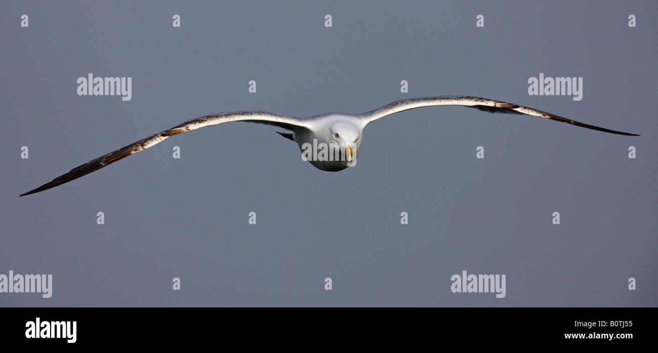 Herring gull Larus argentatus in flight Bempton cliffs Yorkshire Stock Photo