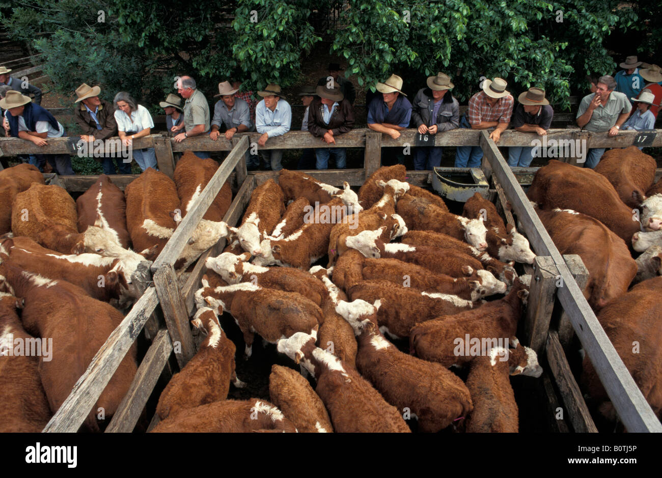 Farmers viewing Livestock Coolah Cattle Sale New South Wales Australia Stock Photo Alamy