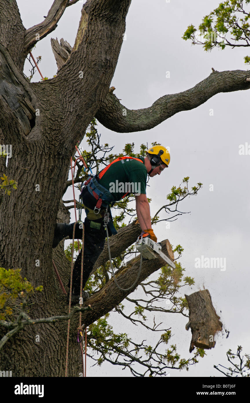 Tree surgeon cutting branch Stock Photo Alamy
