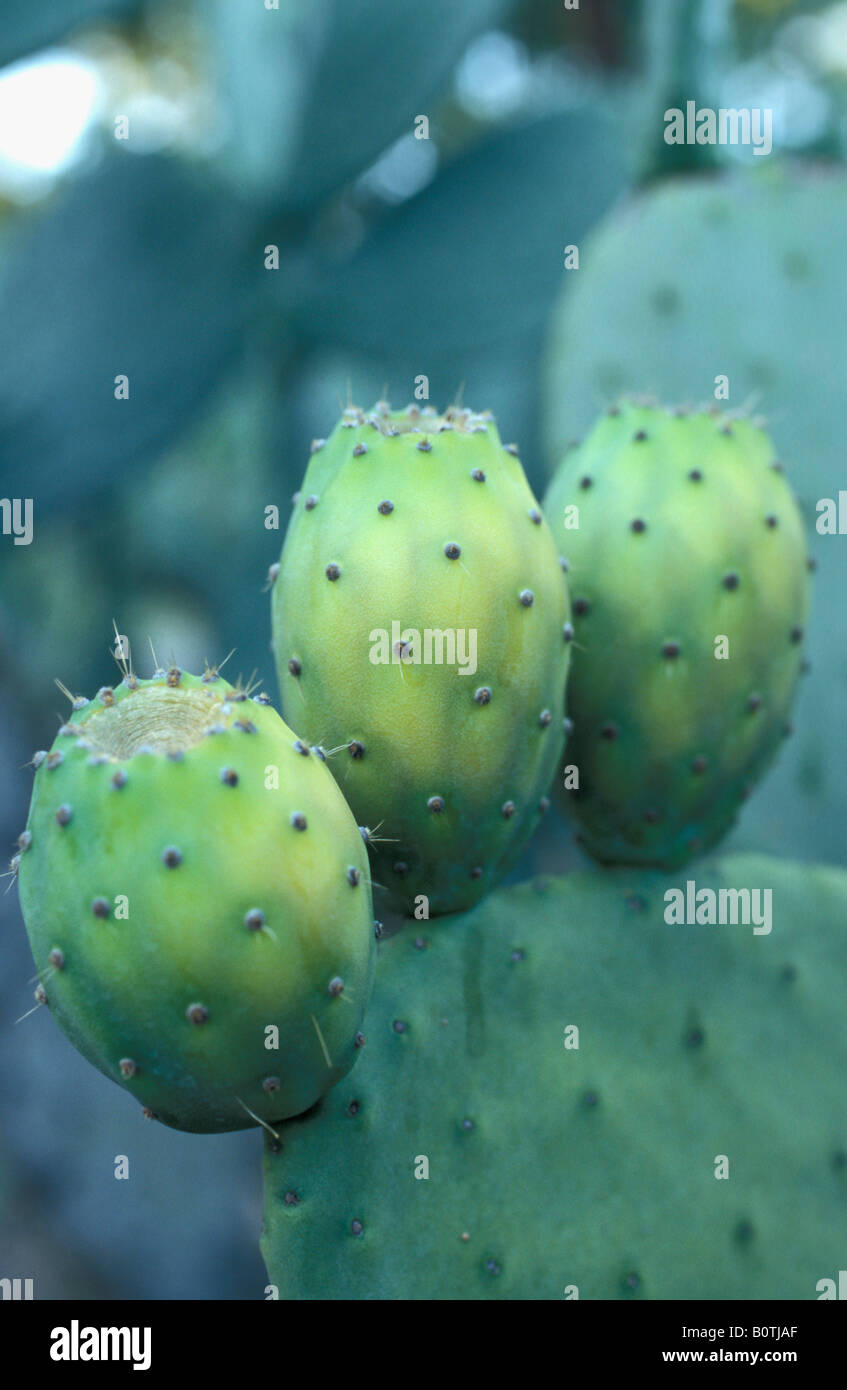 Detail Prickly Pear Fruit New South Wales Australia Stock Photo