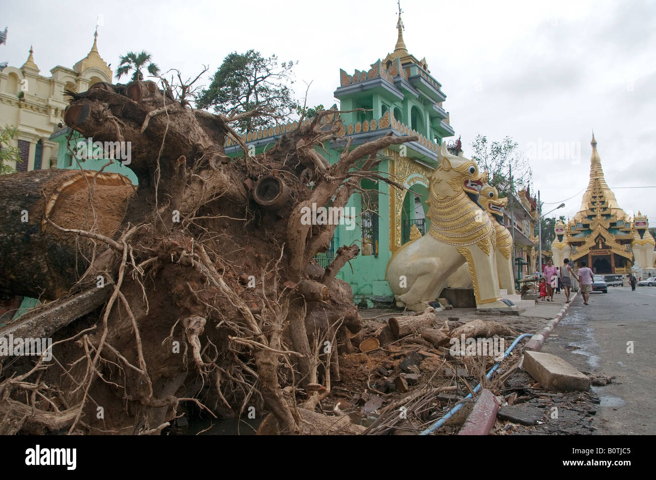 Fallen tree debris caused by Cyclone Nargis in Yangon, Myanmar, Burma Stock Photo