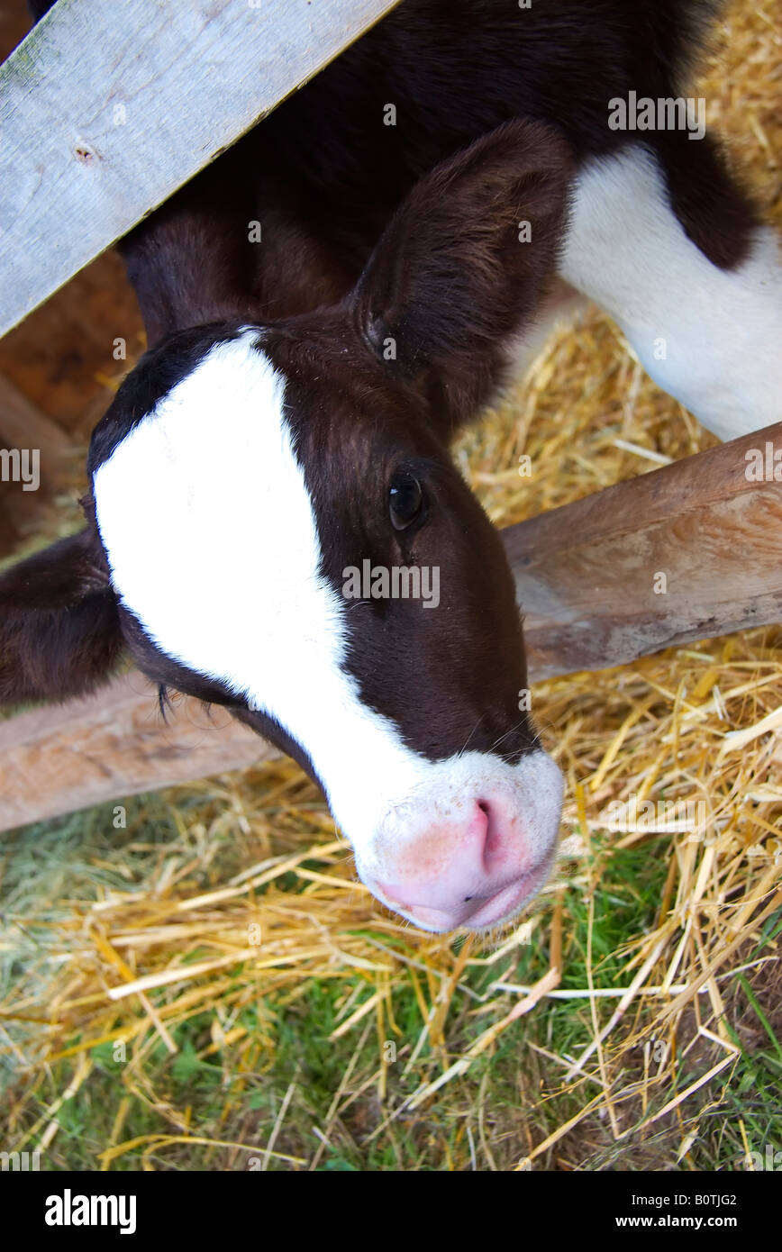 Vancouver Canada Lower Mainland Farmers Animals on the Farm Stock Photo