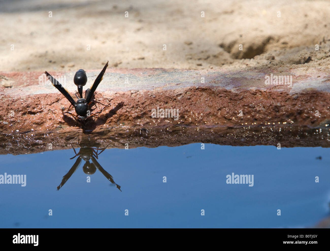 A wasp drinking from tap overflow Stock Photo