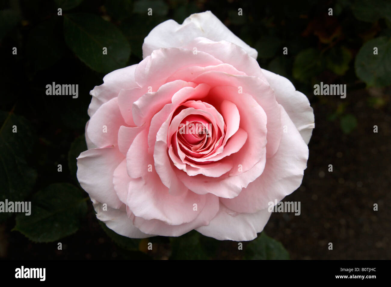 Savoy Hotel rose in Regent's Park, London Stock Photo Alamy