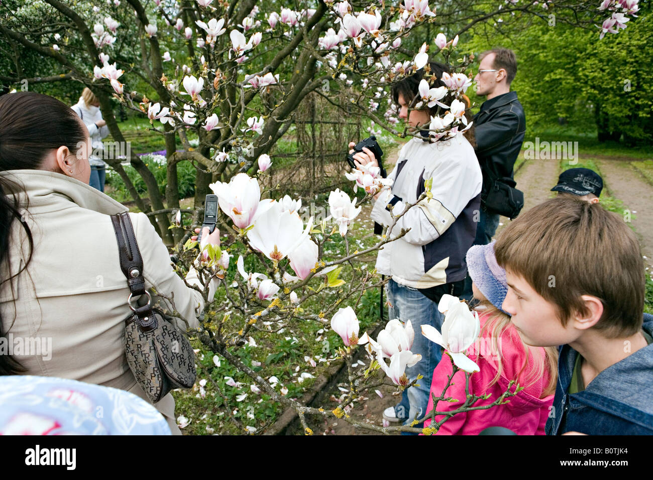 Blossom marvel at the LU Botanical Garden Riga Latvia Stock Photo