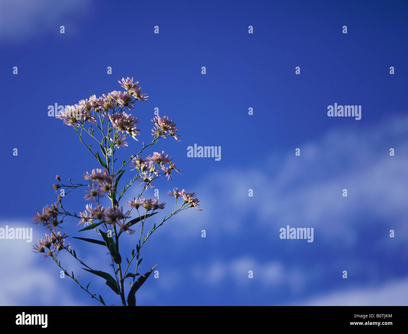 Tartarian Aster Hi res Stock Photography And Images Alamy