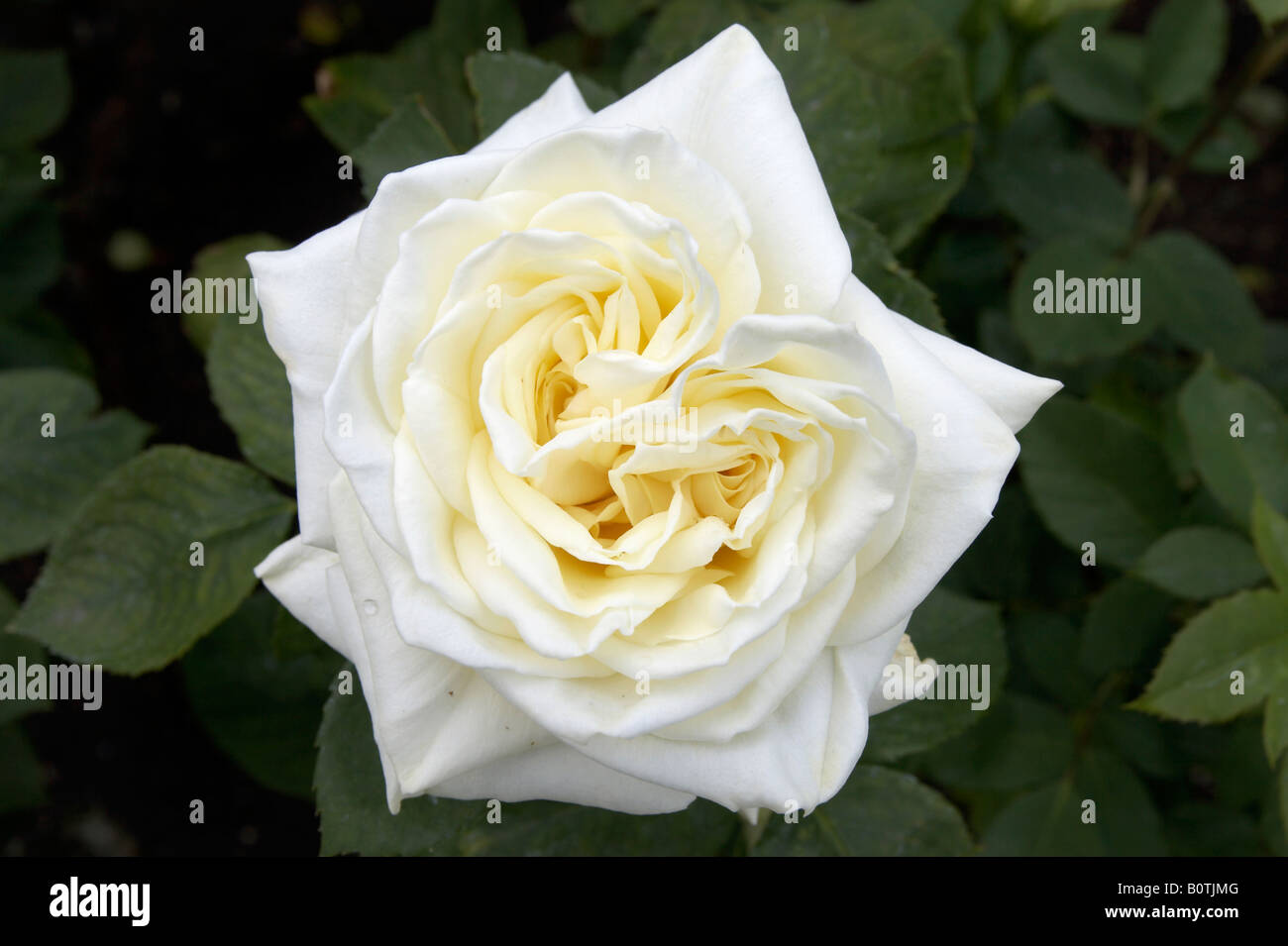 Polar Star rose in Regent's Park, London Stock Photo