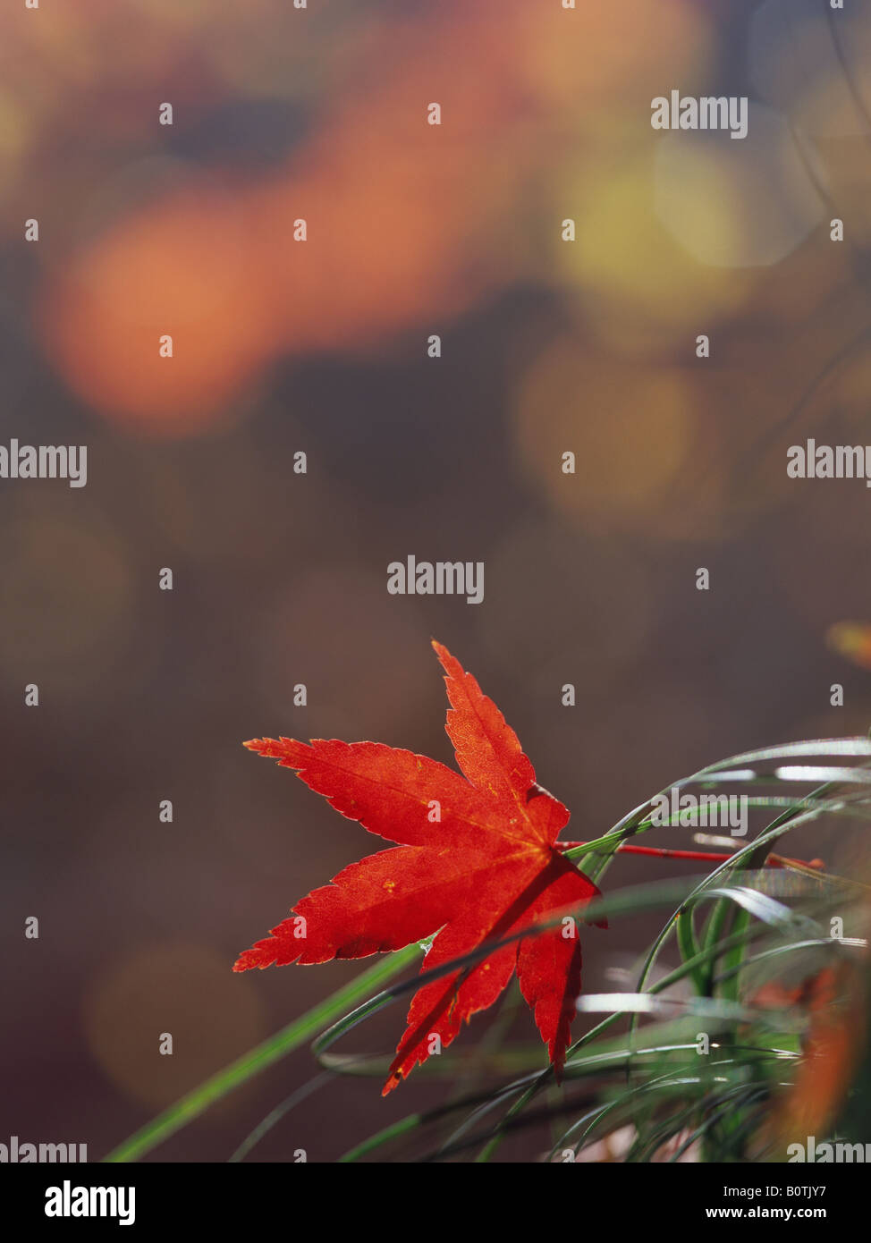 Japanese red maple hi-res stock photography and images - Alamy
