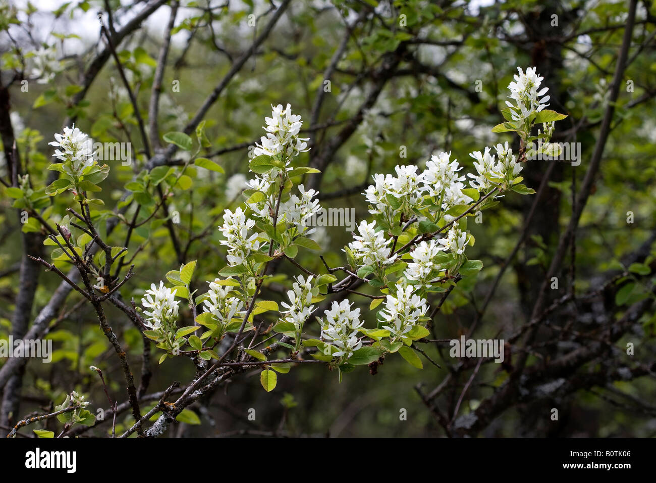 Saskatoon berry blossom Stock Photo Alamy