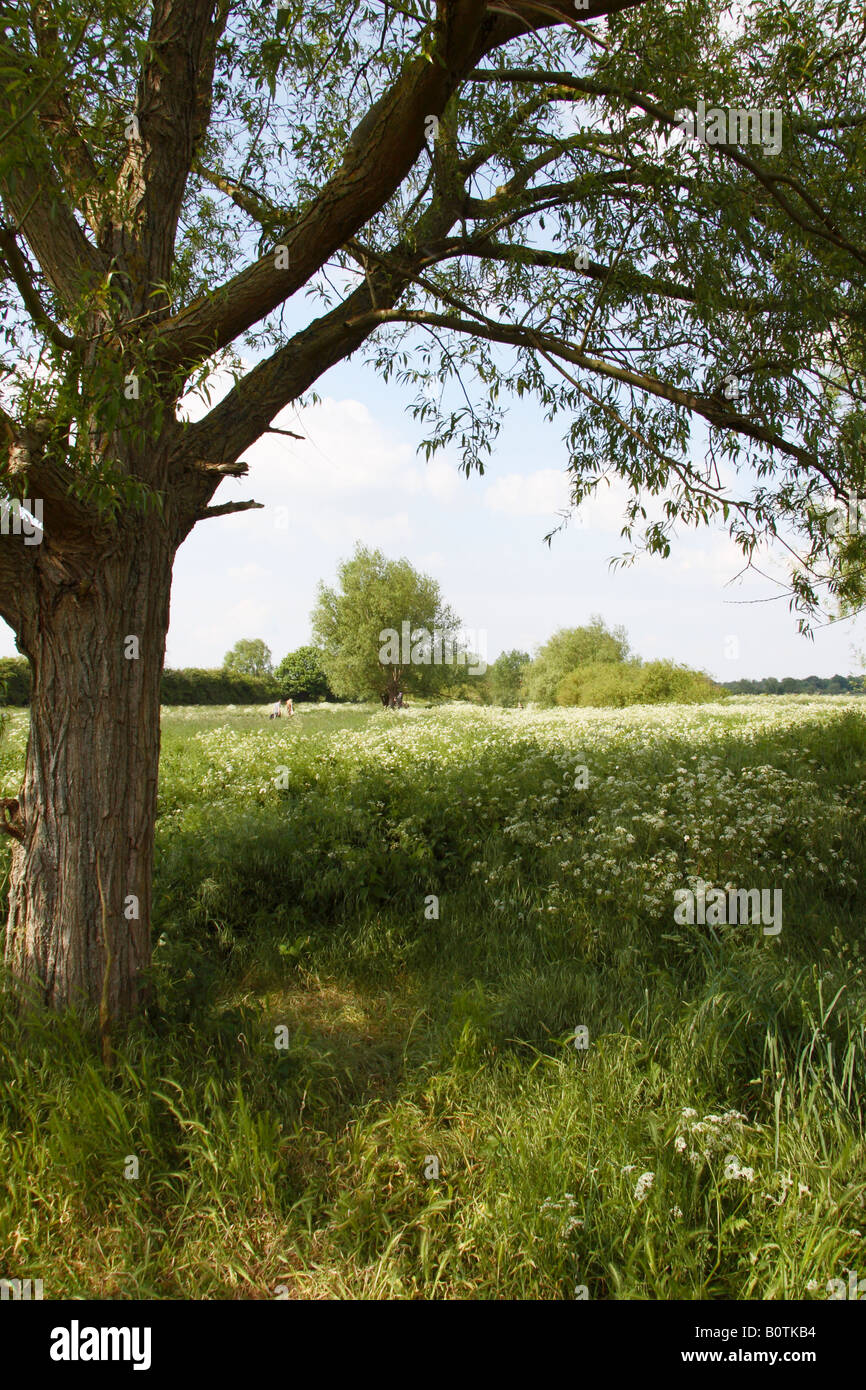 Grantchester Meadows, Cambridgeshire. Stock Photo