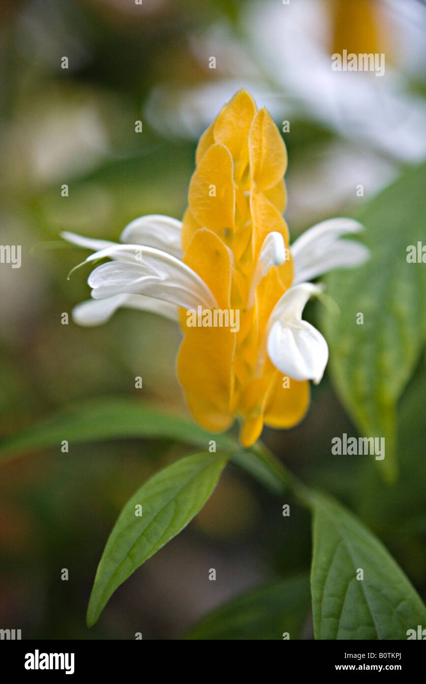 Pachystachys lutea or Golden Shrimp Plant and Lollipop Plant Stock Photo