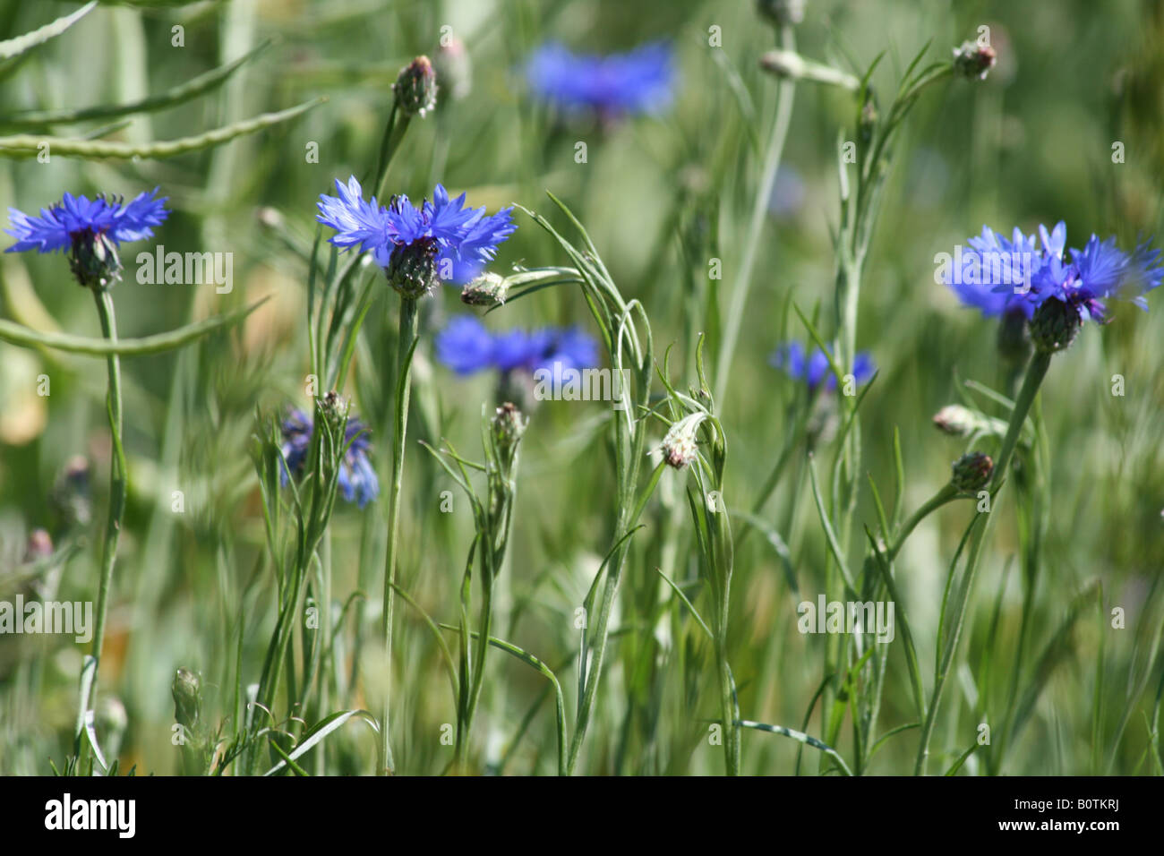 Cornflower or Bachelor's button or Basket flowers in a field - Centaurea cyanus Stock Photo