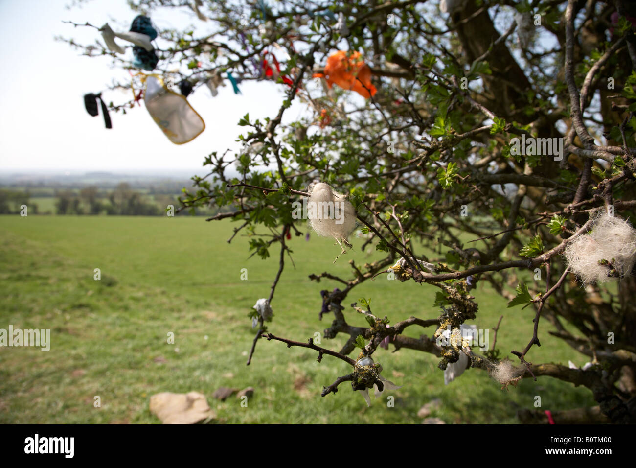 The Fairy Thorn