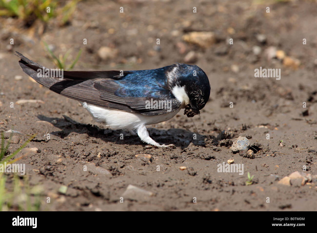 House Martin Delichon urbica at puddle collecting mud Sutton Bedfordshire Stock Photo