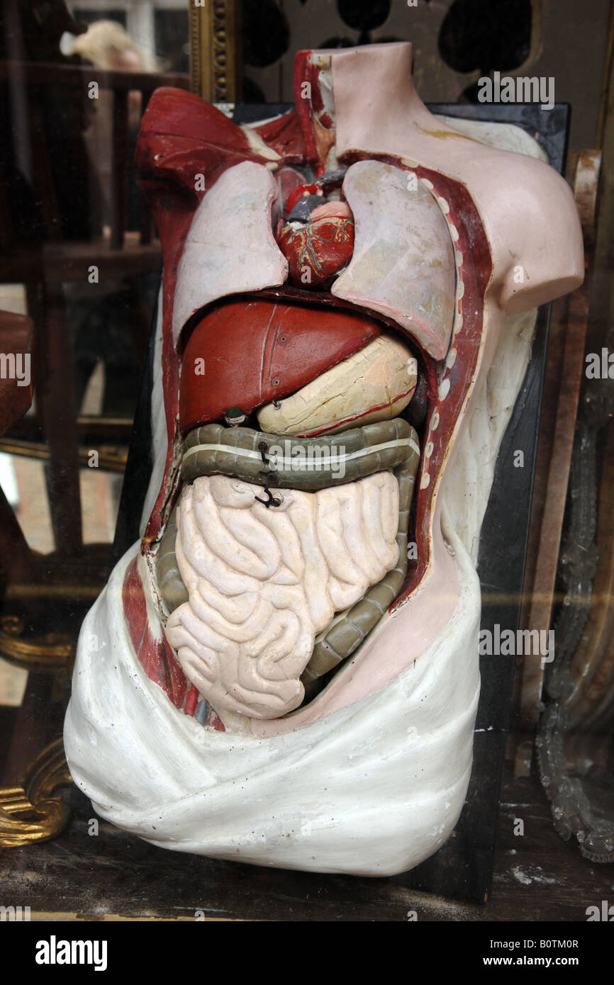 A plaster cast model of physical anatomy. Stock Photo