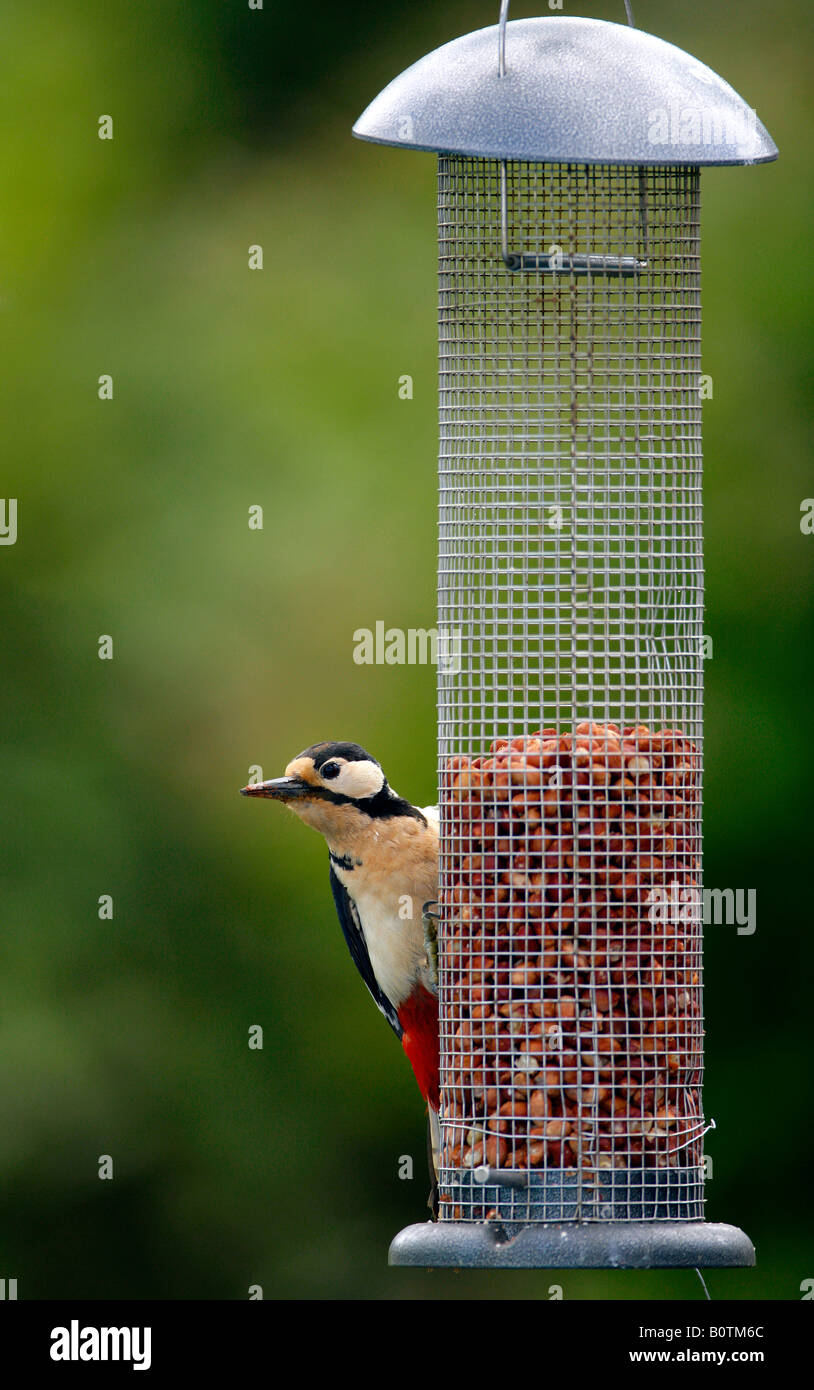 Female Great Spotted Woodpecker High Resolution Stock Photography and