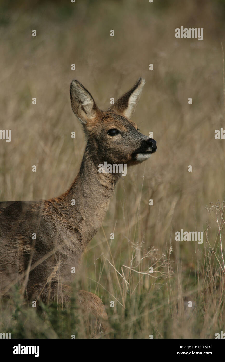 Female roe deer hi-res stock photography and images - Alamy