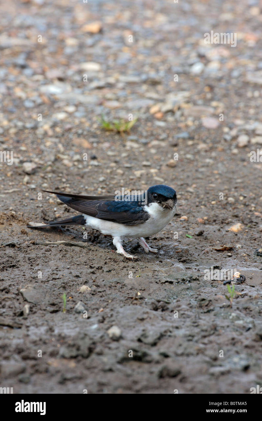 House Martin Delichon urbica collecting mud at puddle Sutton Bedfordshire Stock Photo