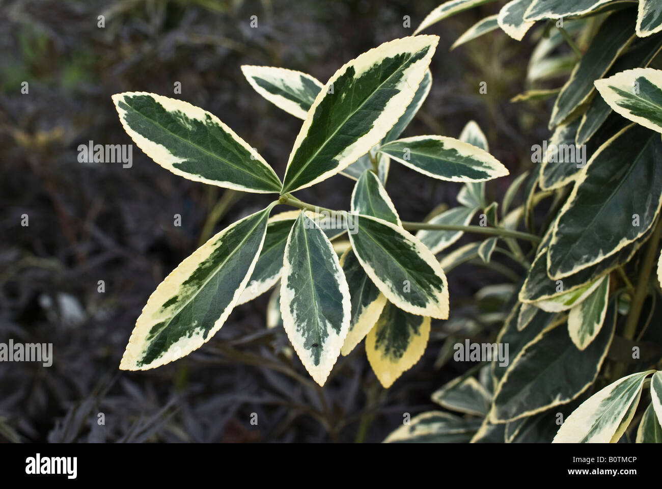 Striking close up of variegated foliage of euonymus japonicus Americanuse9 Stock Photo