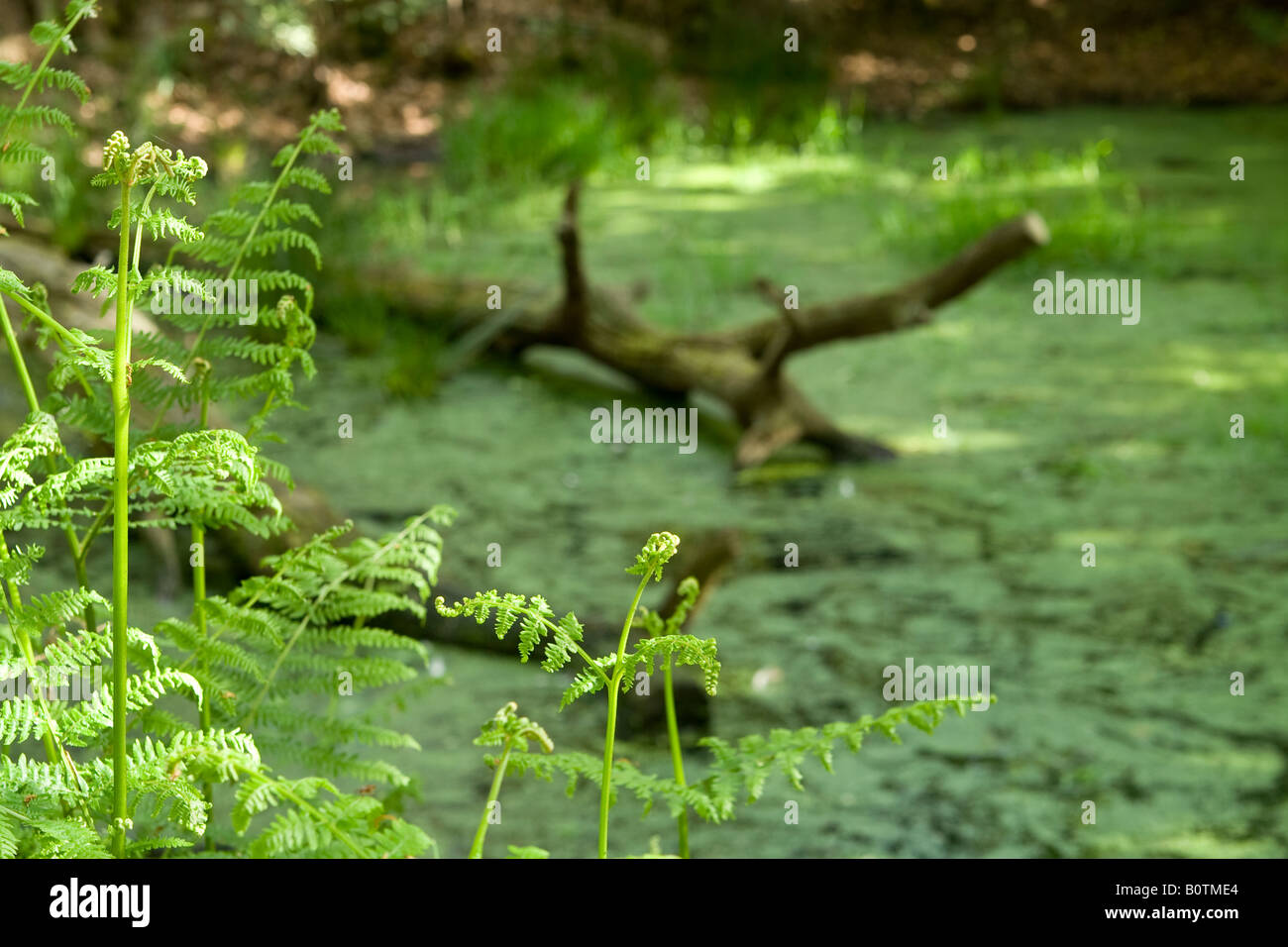 A forest pond, Essex, UK Stock Photo - Alamy