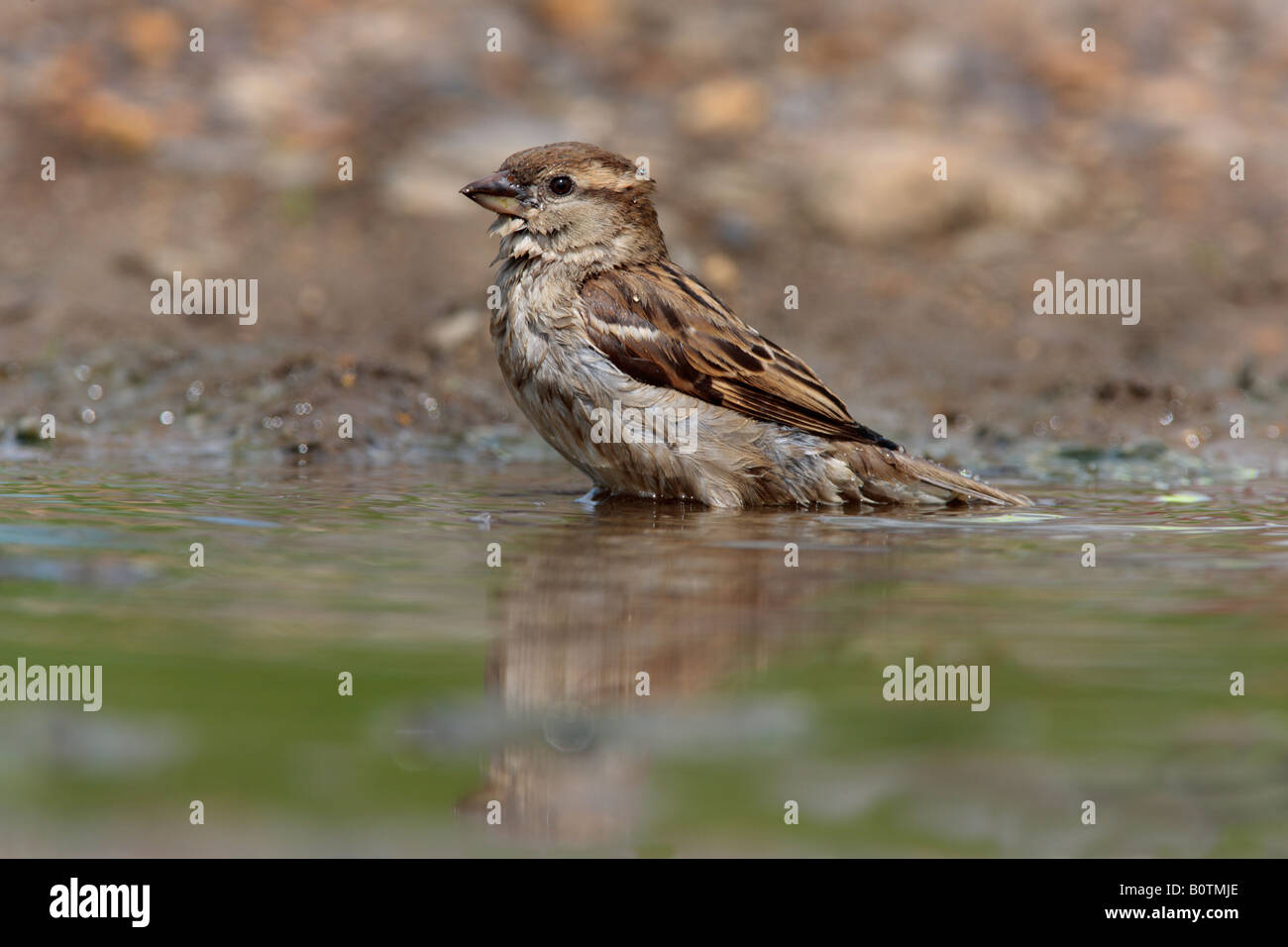 Femail House sparrow Passer domesticus in puddle bathing Sutton Bedfordshire Stock Photo