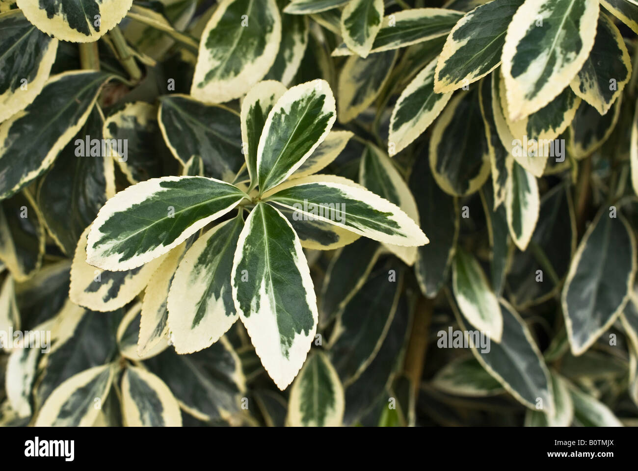 Variegated leaves of euonymus japonicus americanus shrub Stock Photo