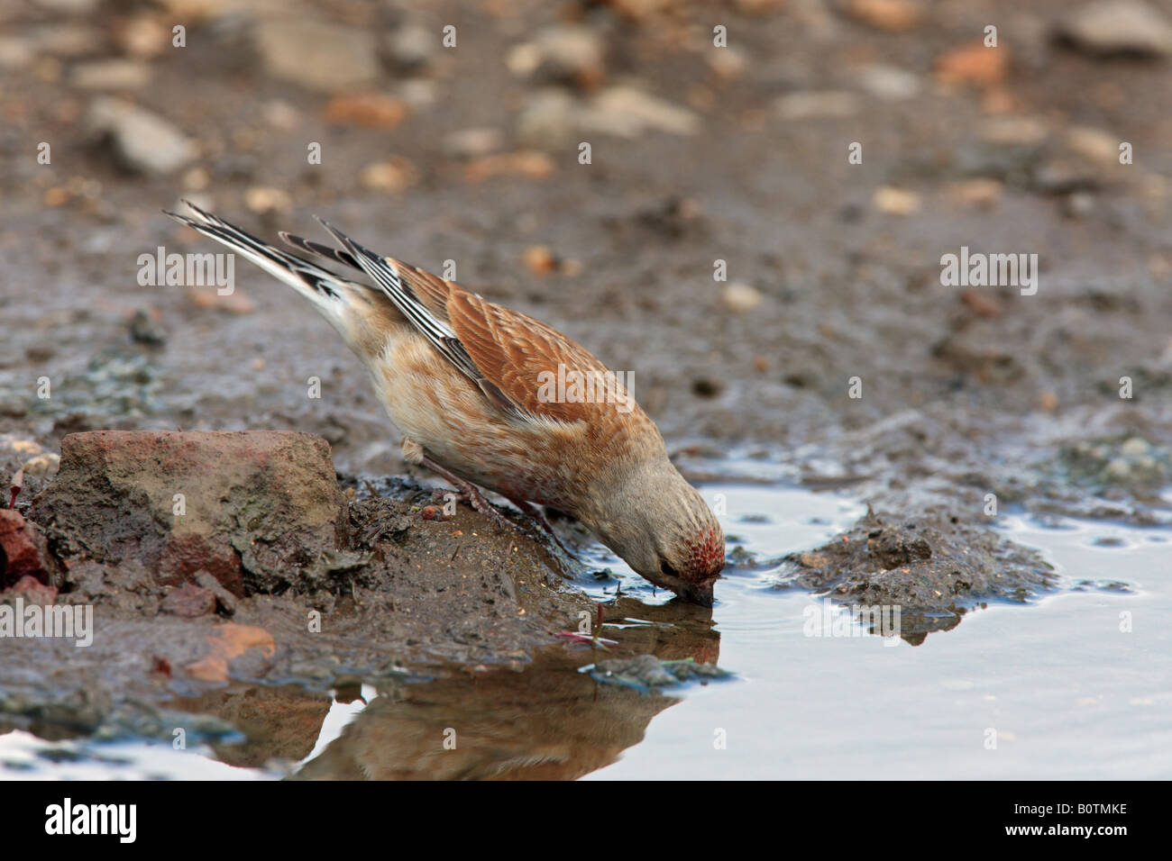Linnet Carduelis cannabina at puddle drinking Sutton Bedfordshire Stock Photo