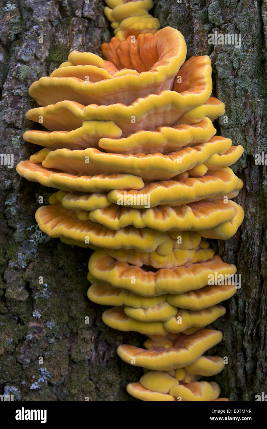Chicken of the woods Stock Photo
