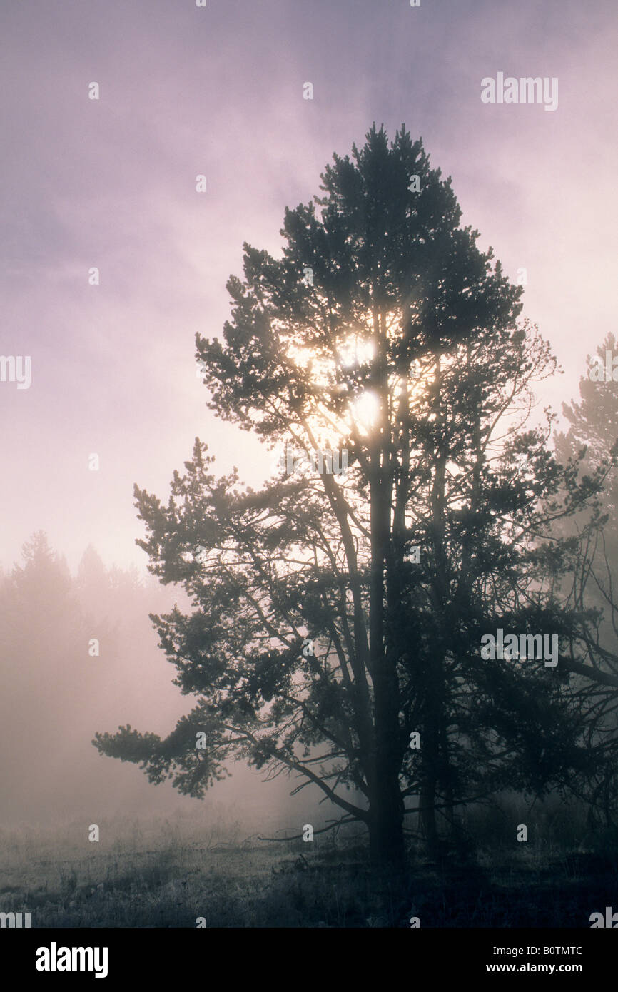 Sunlight filtered through a tree hi-res stock photography and images ...