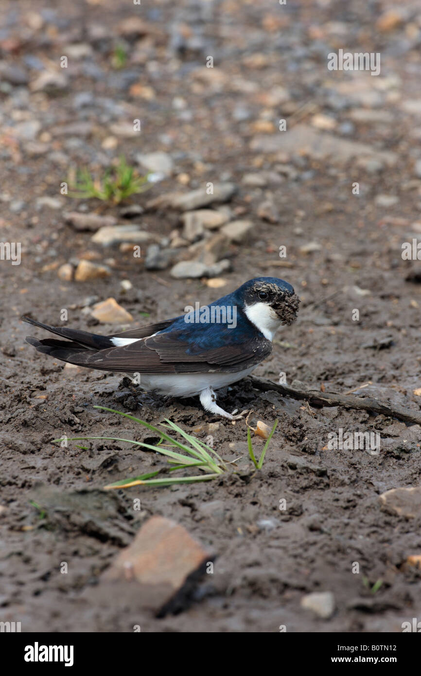 House Martin at puddle collecting mud Sutton Bedfordshire Stock Photo