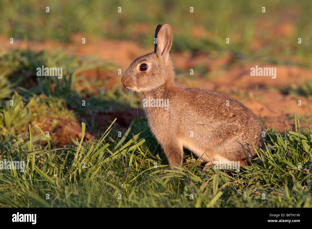 Rabbit Oryctolagus cuniculus in early evening light Sutton Bedfordshire Stock Photo