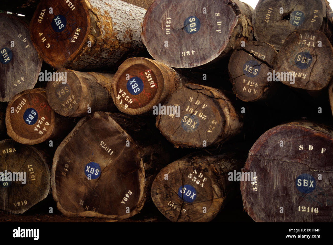 Abidjan, Ivory Coast, Cote d'Ivoire, West Africa. Tropical Timber ...