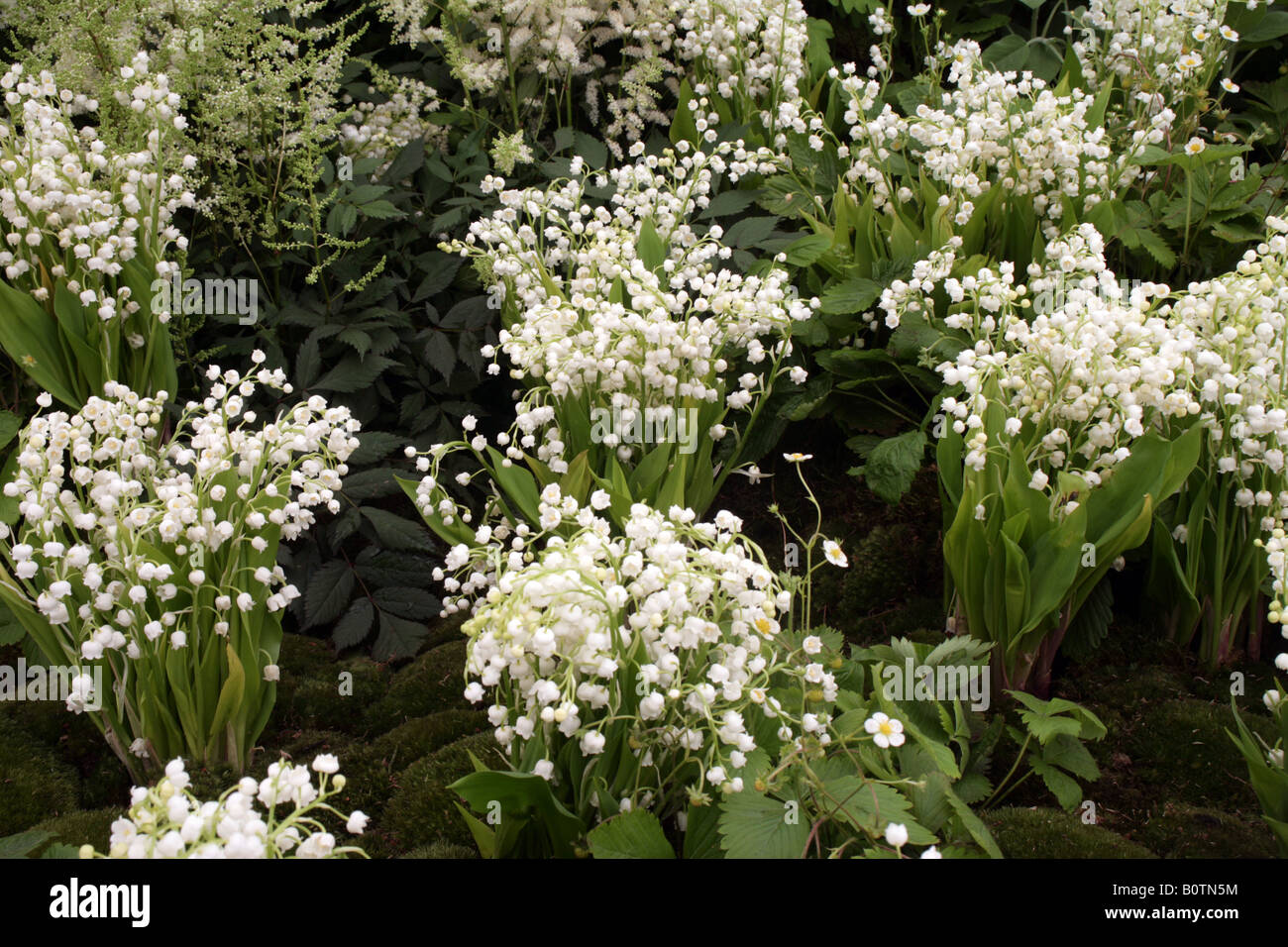 Convalleria Lily of the Valley Stock Photo