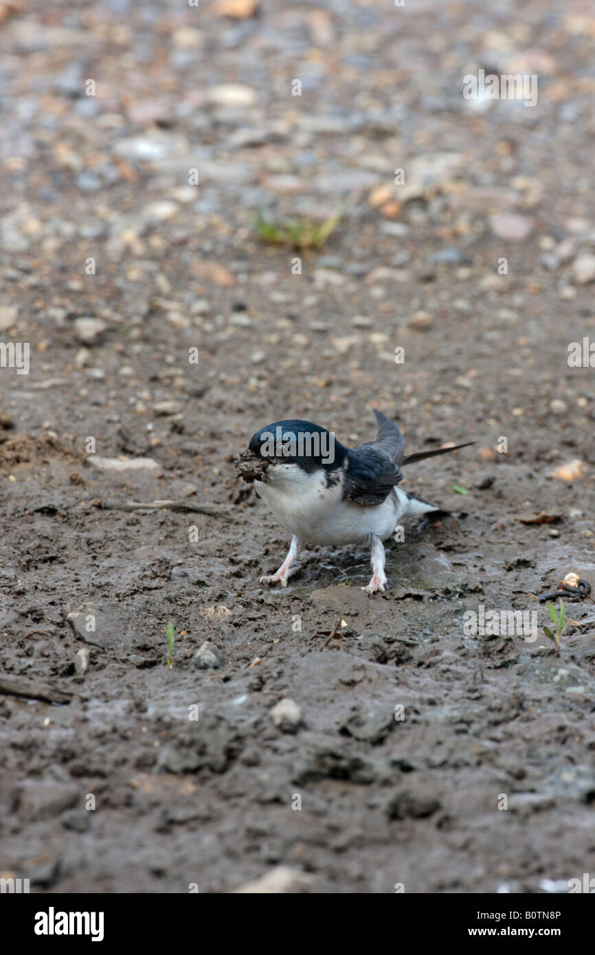 House Martin Delichon urbica at puddle collecting mud Sutton Bedfordshire Stock Photo