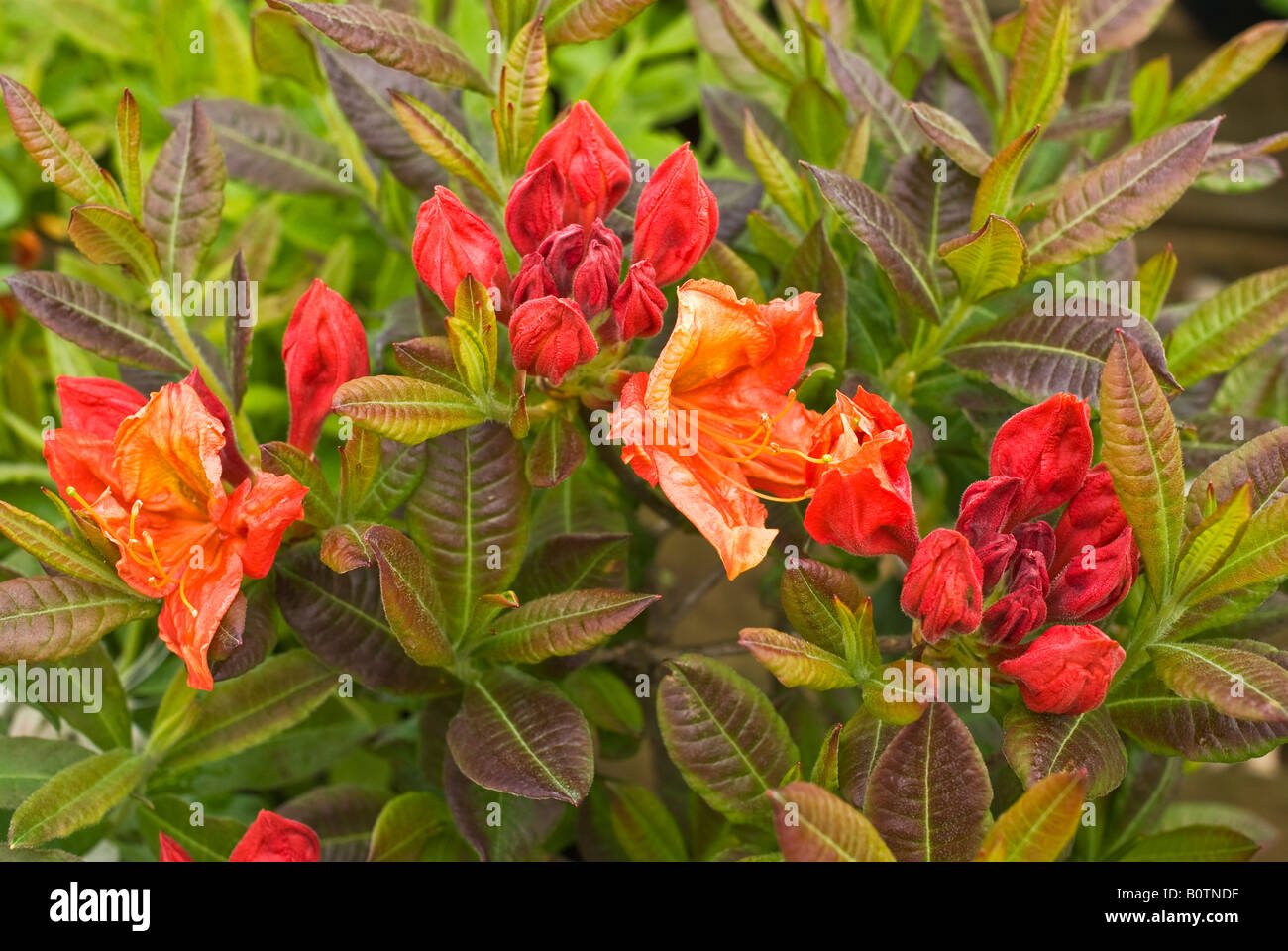 Azalea glowing embers hi-res stock photography and images - Alamy