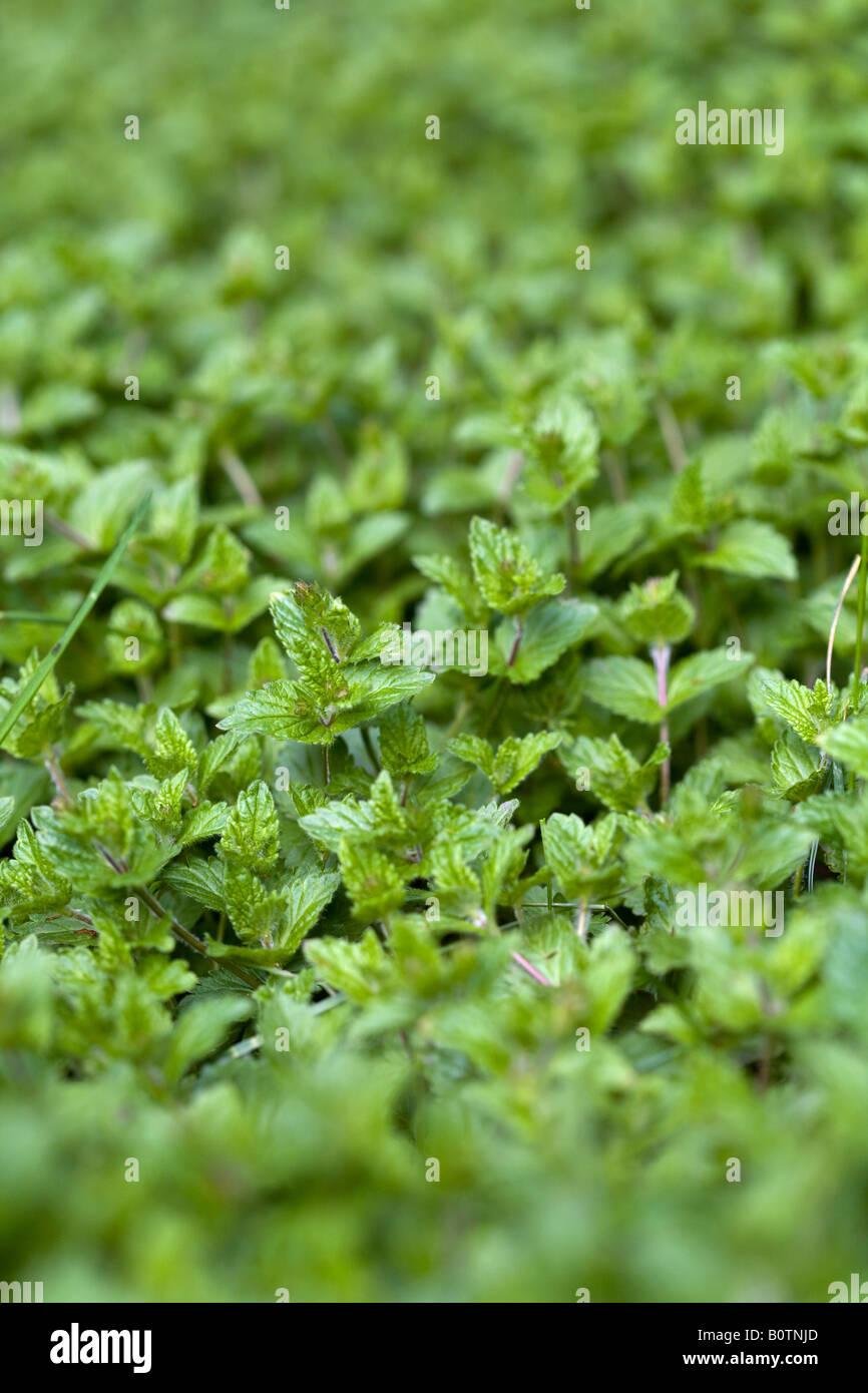 green speedwell wildflower (veronica prostrata) Stock Photo