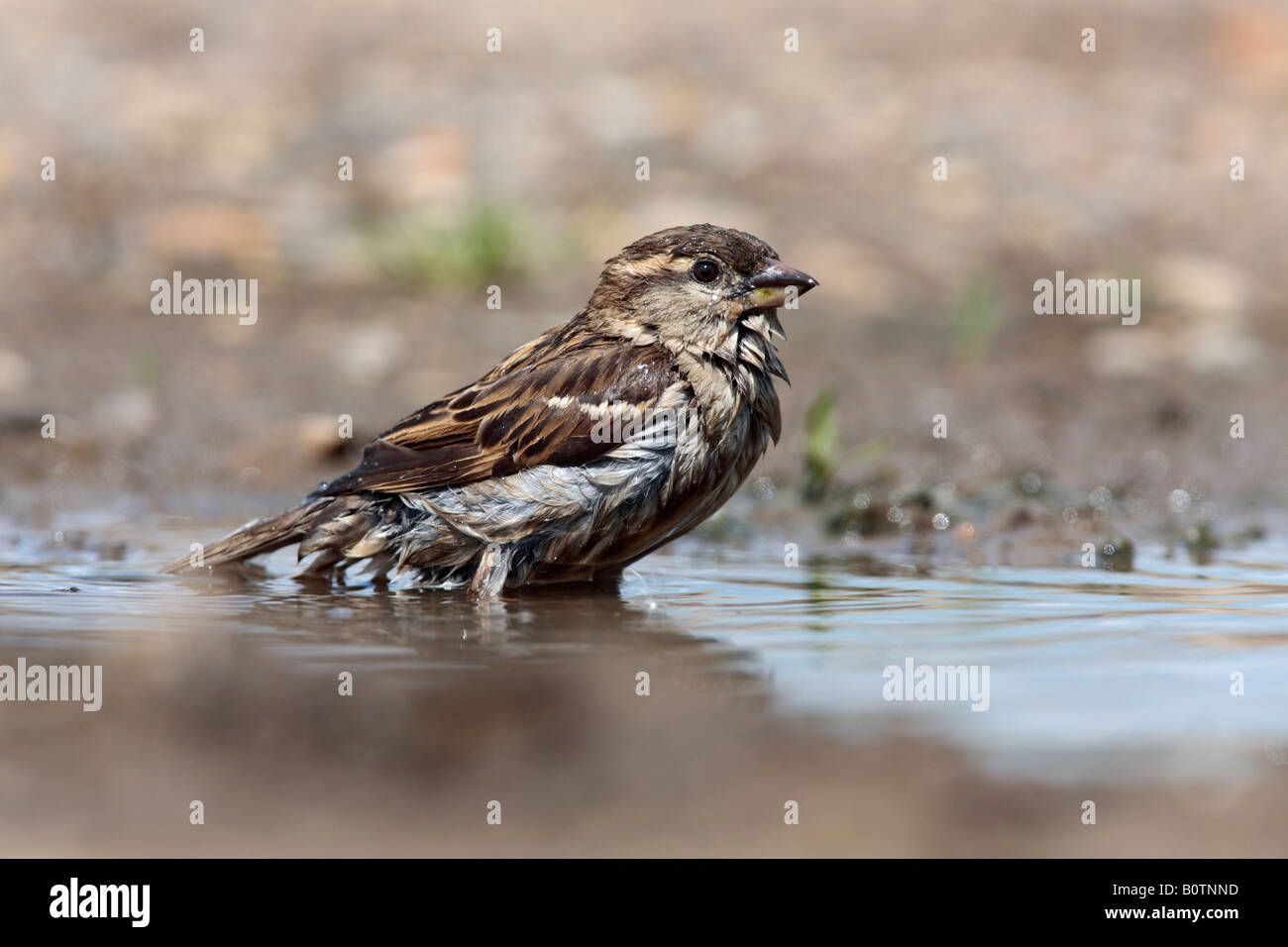 Femail House sparrow Passer domesticus in puddle bathing Sutton Bedfordshire Stock Photo