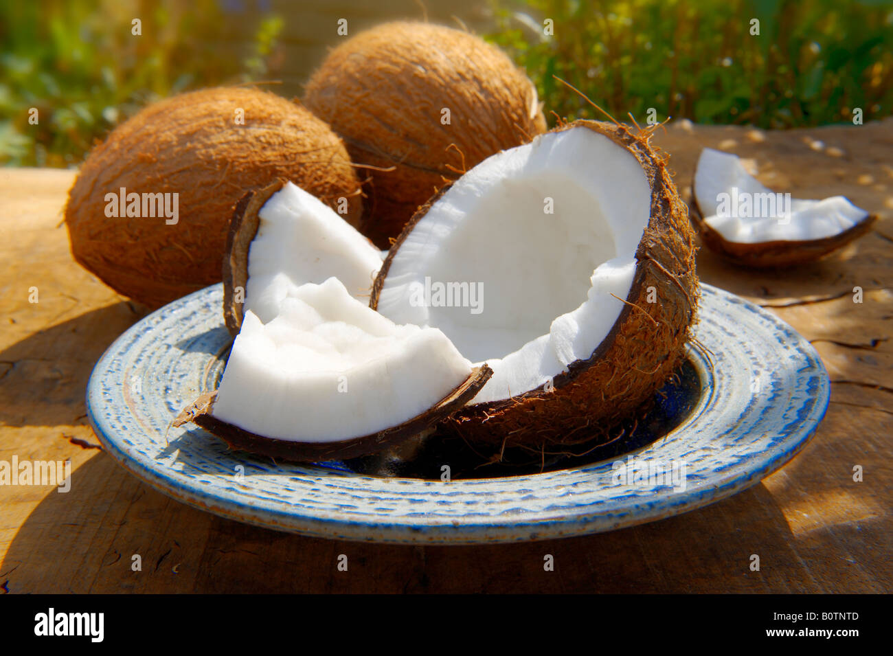 Fresh broken coconut , whole and open on a table in a garden setting Stock Photo